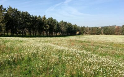 NARBONNE – Nouveau lotissement aux Amarats !