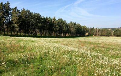Les Amarats Bas – Derniers jours pour profiter d’une remise de 5000 € !!